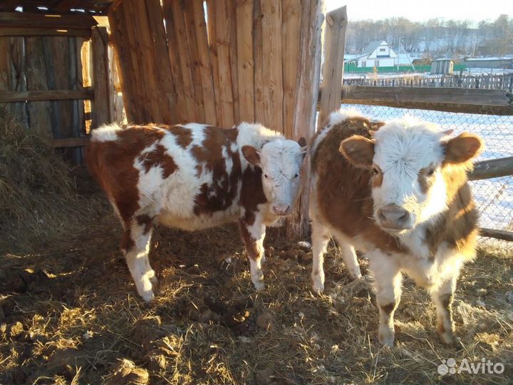 Телочки годовалые