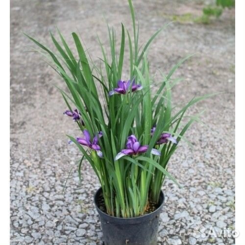 Ирис злаковидный