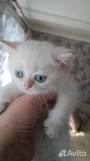 Золотая шиншилла Пойнт девочка