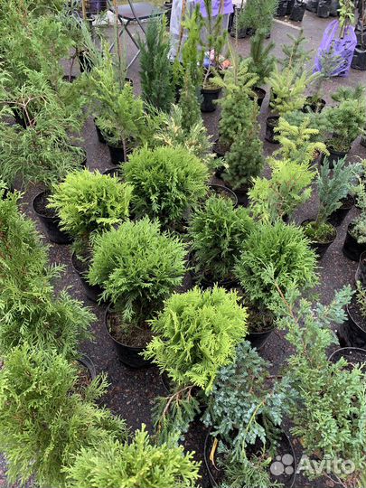 Сосна ель голубая туя кедр пихта можжевель-ник