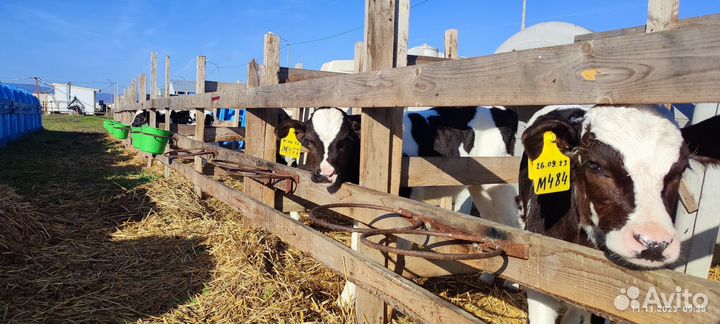 Домашние животные