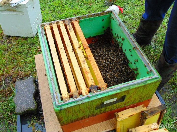 Пчелы бакфаст Тамбов ф1