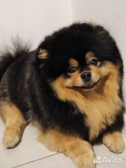 Вязка собак шпиц