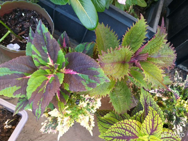 Колеусы сортовые