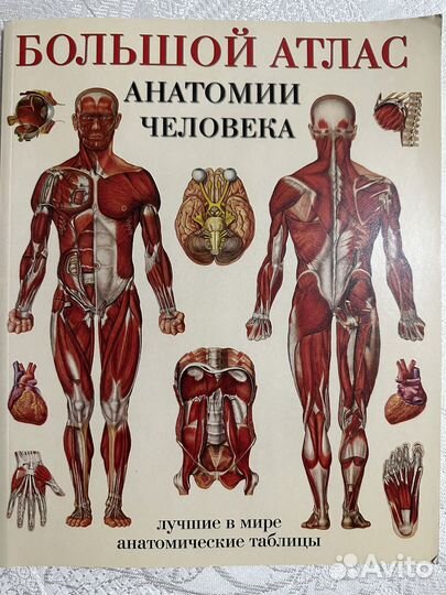 Большой атлас анатомии человека