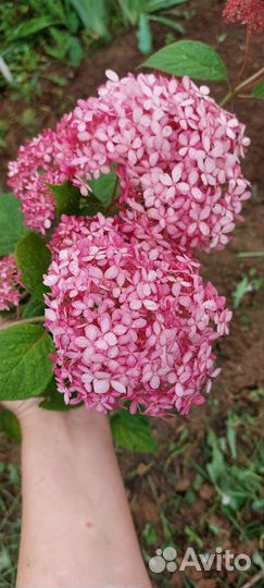 Гортензии древовидные