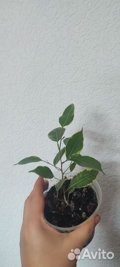 Фикус бенджамина пестролистный