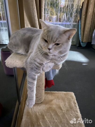 Вязка котов шотландских