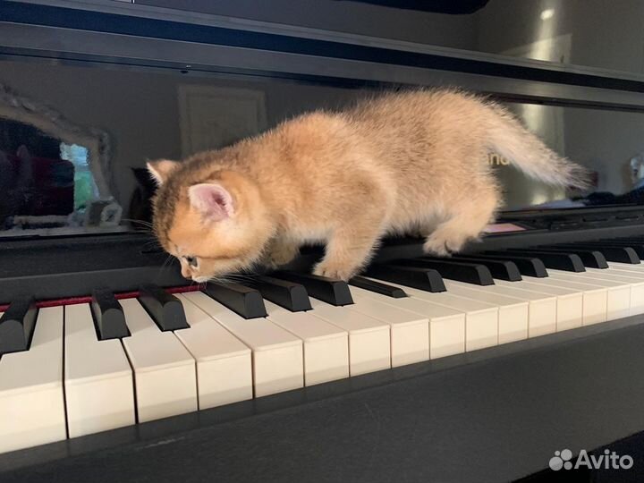 Британская золотая шиншилла