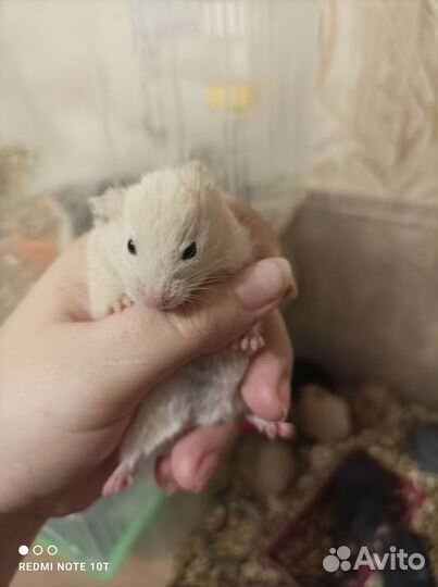 Сирийский хомяк