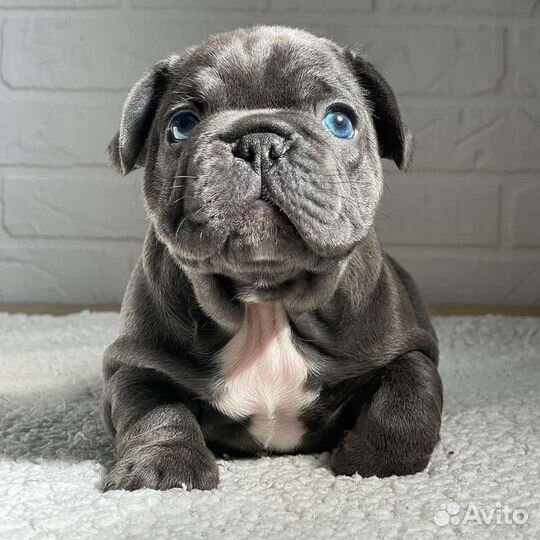 Французский бульдог