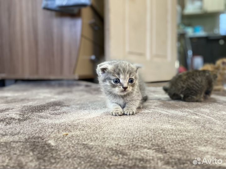 Шотландская вислоухая