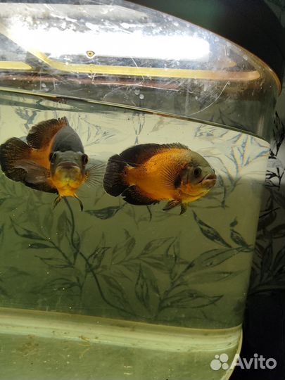 Астронотус