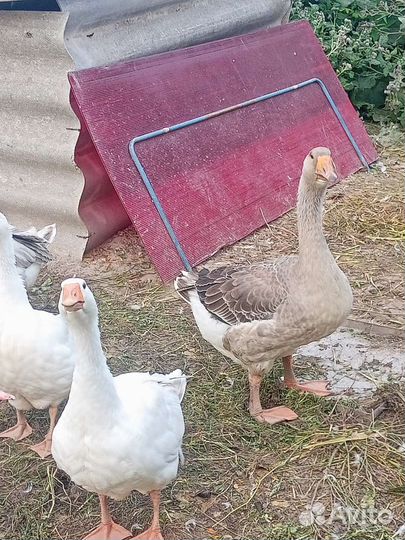 Гуси, утки,куры