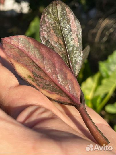 Замиокулькас вариегатный блек Оранж