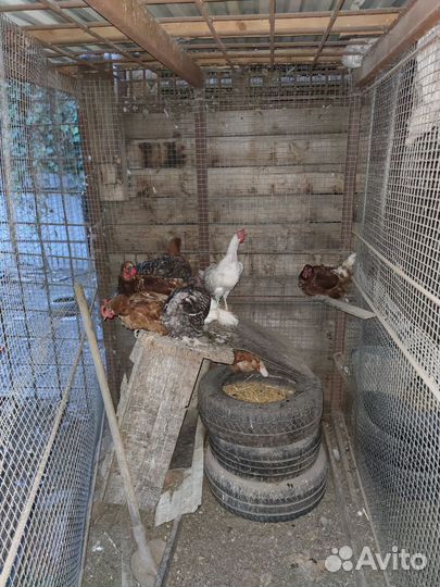 Куры несушки продам