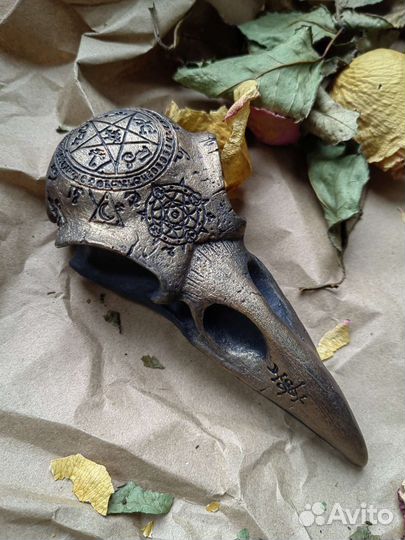 Череп ворона