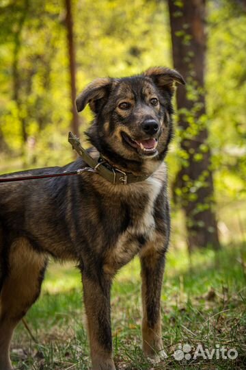 Альфа - стерильная собачка, 7 мес на охрану в дар