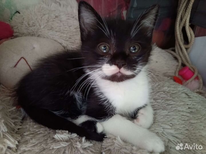 Котенок в дар