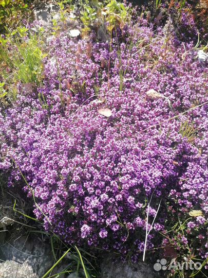 Тимьян(чабрец), мята кучерявая, душица, мелисса