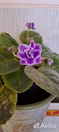 Цветущие фиалки