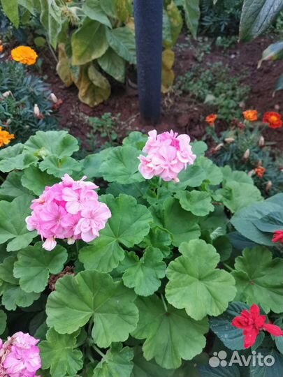 Пеларгония герань