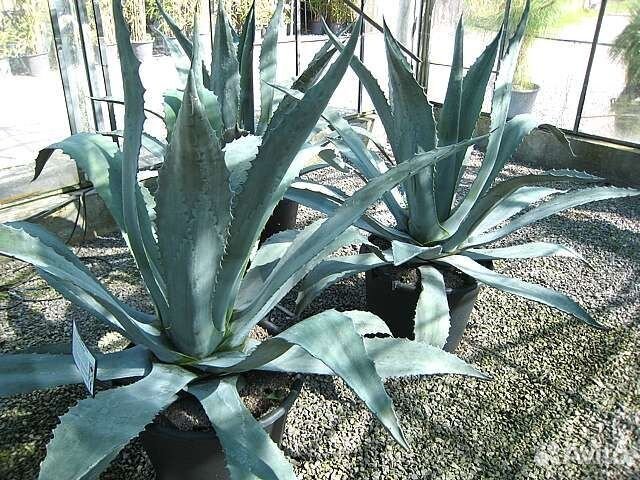 Агава американская