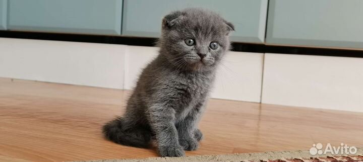 Шотландские котятки