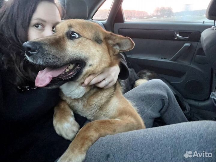 Собак по имени Шарик. Лучший друг