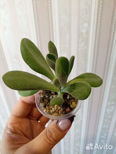 Кактусы и суккуленты