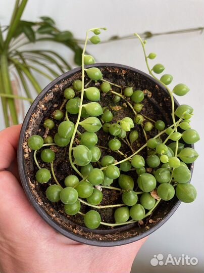 Крестовник Роули зелёный, вариегатный, Херре