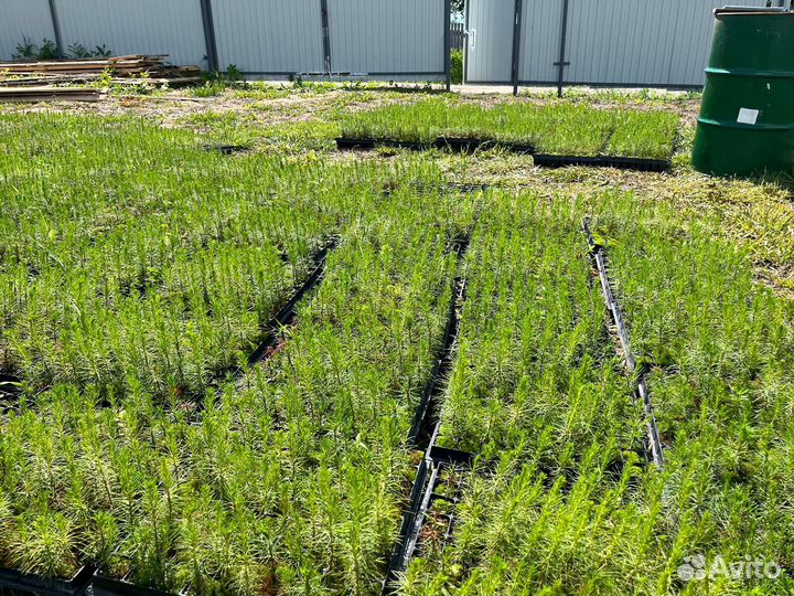 Саженцы сосны обыкновенной окс