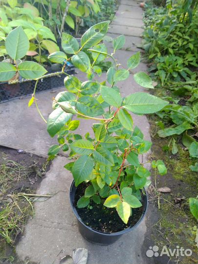 Роза Бенгальская