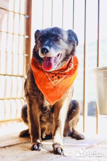 Собака из приюта