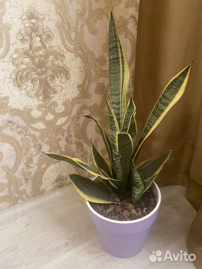 Сансевиерия