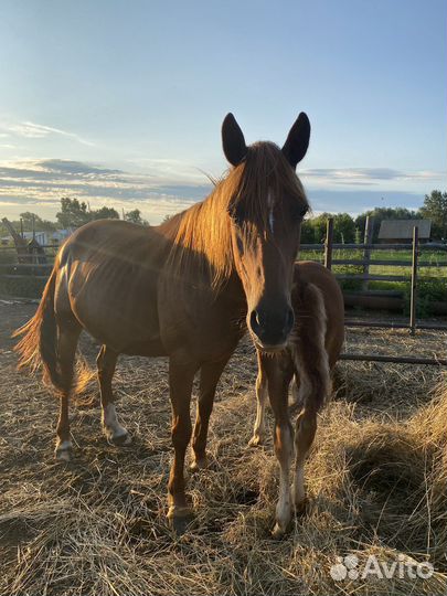 Кобыла с жеребенком