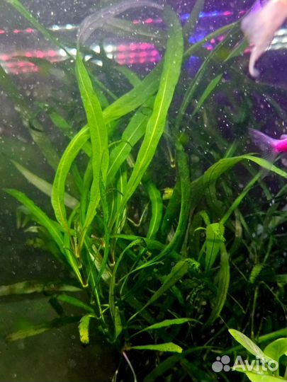 Мох и растения аквариумные