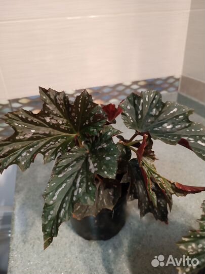 Бегония ажурная