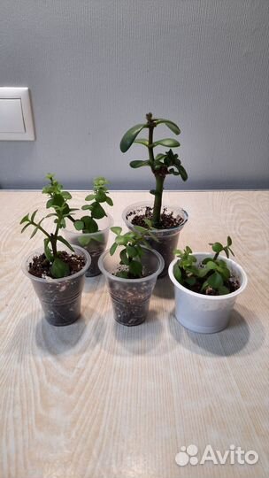 Комнатные растения бесплатно