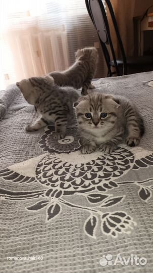Шотландские котята