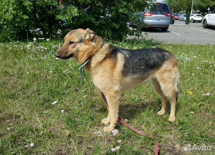 Ищем Дом для Дуси из Приюта