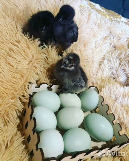 Ухейилюй Инкубационное яйцо и цыплята