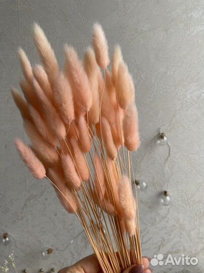 Лагурус сухоцвет очищенный 60 шт./пучок