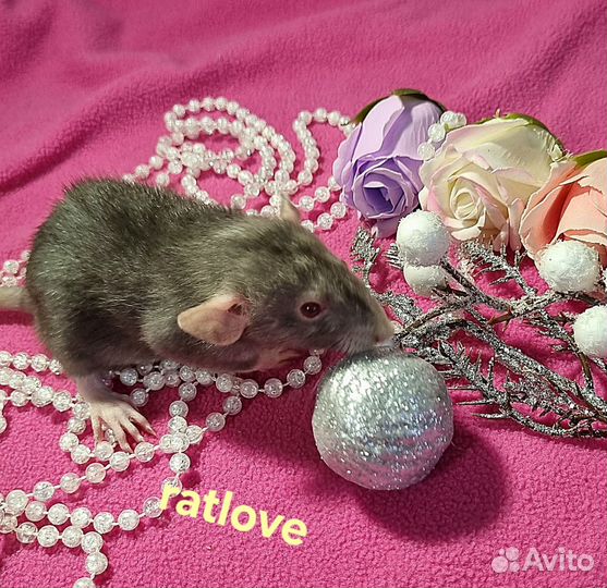Крысята из питомника