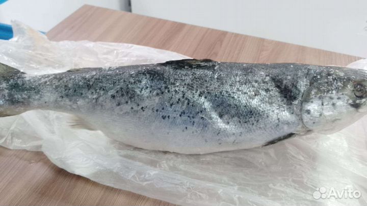 Семга потрошёная