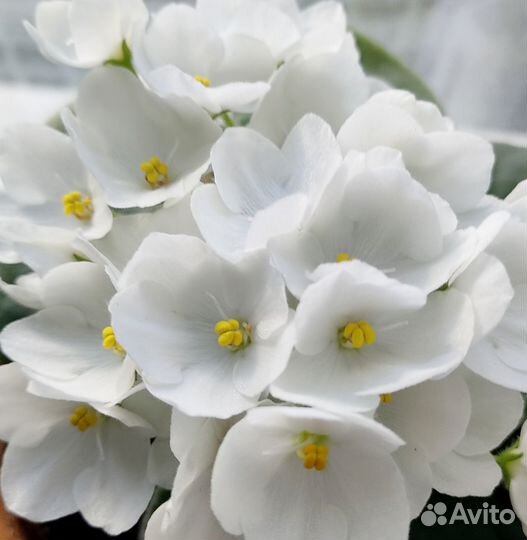 Фиалка Optimara белая