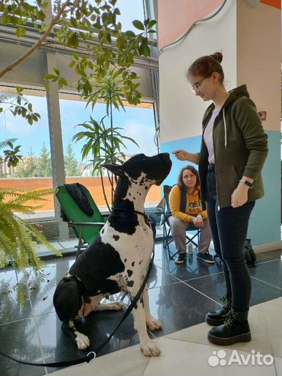 Дрессировка, обучение собак