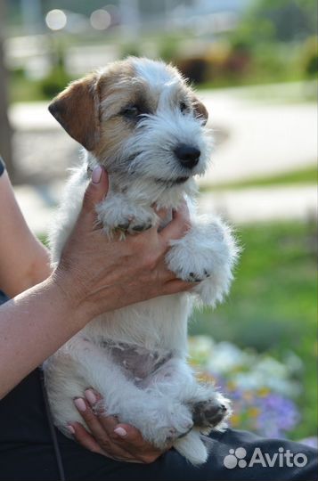 Щенки джек рассел терьер жесткошерстных