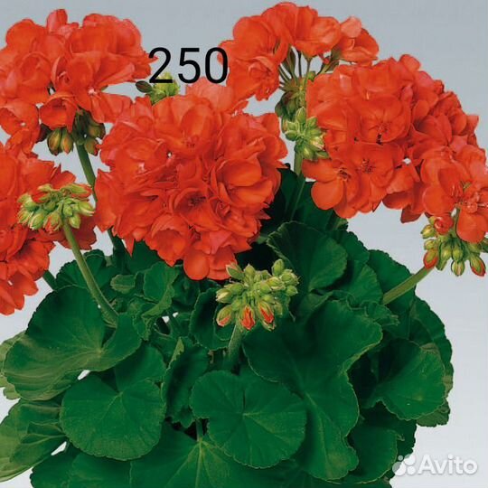 Пеларгонии сортовые