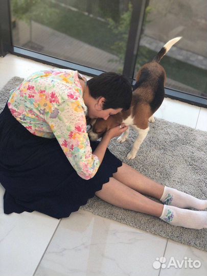 Няня для собаки